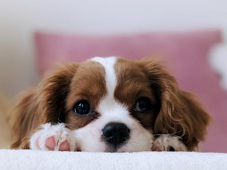 A brown and white puppy is peeking over a surface with its paws resting on it, and a pink cushion is in the background, creating a cozy scene.