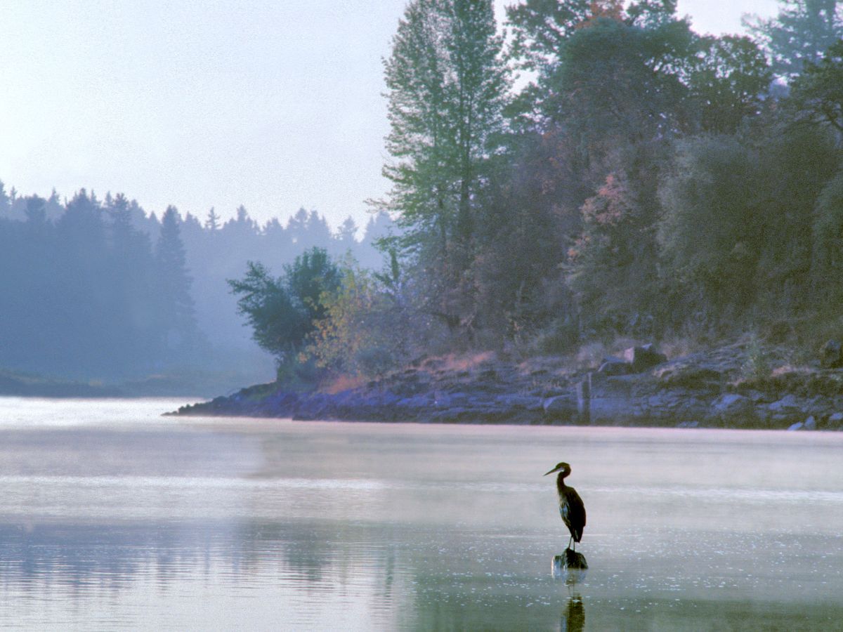 A lone bird stands in shallow water at the edge of a misty lake surrounded by tall trees under a serene, pale sky.